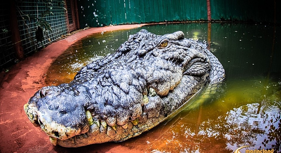 Crocodilo já foi reconhecido pelo Guinness World Records