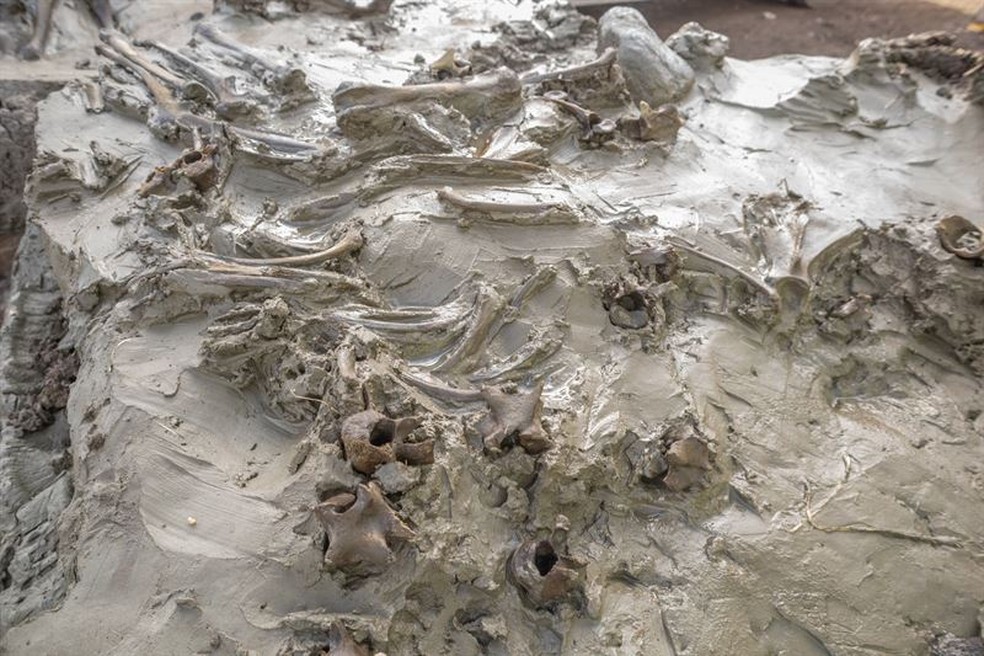 As patas do cachorro estavam parcialmente na posição anatomicamente correta — Foto: Ministério do Meio Ambiente da Suécia