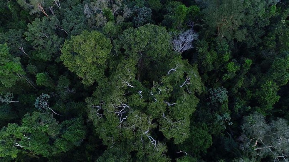 Floresta amazônica vista de cima — Foto: Divulgação TV Brasil