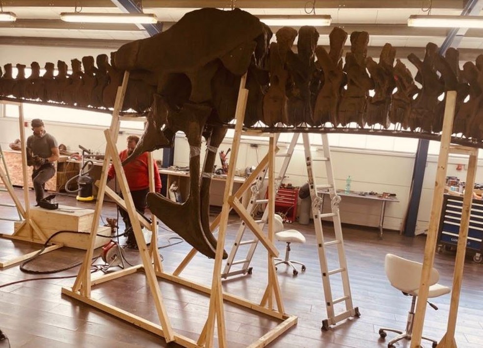 Esqueleto da T.rex grávida, Barbara, sendo montado por equipe  — Foto: Auckland Museum
