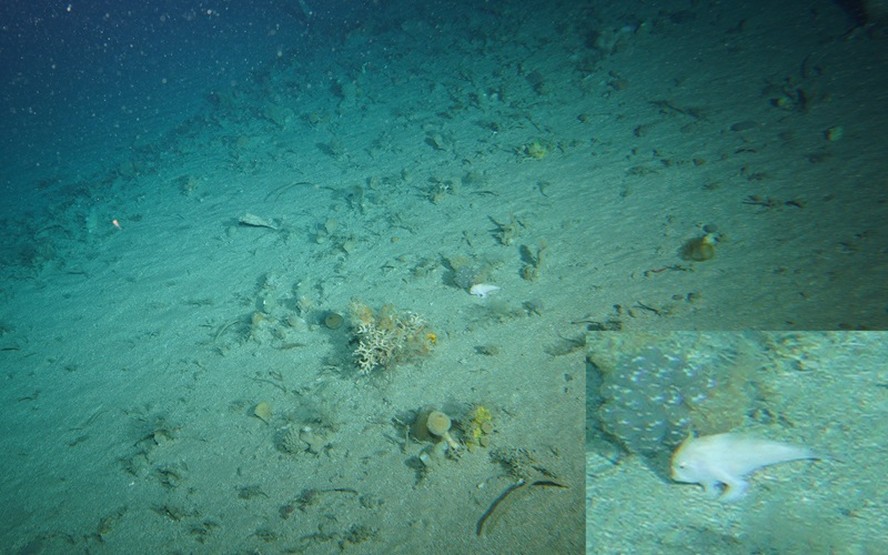 Peixe Pezichthys compressus é encontrado pela primeira vez em 27 anos