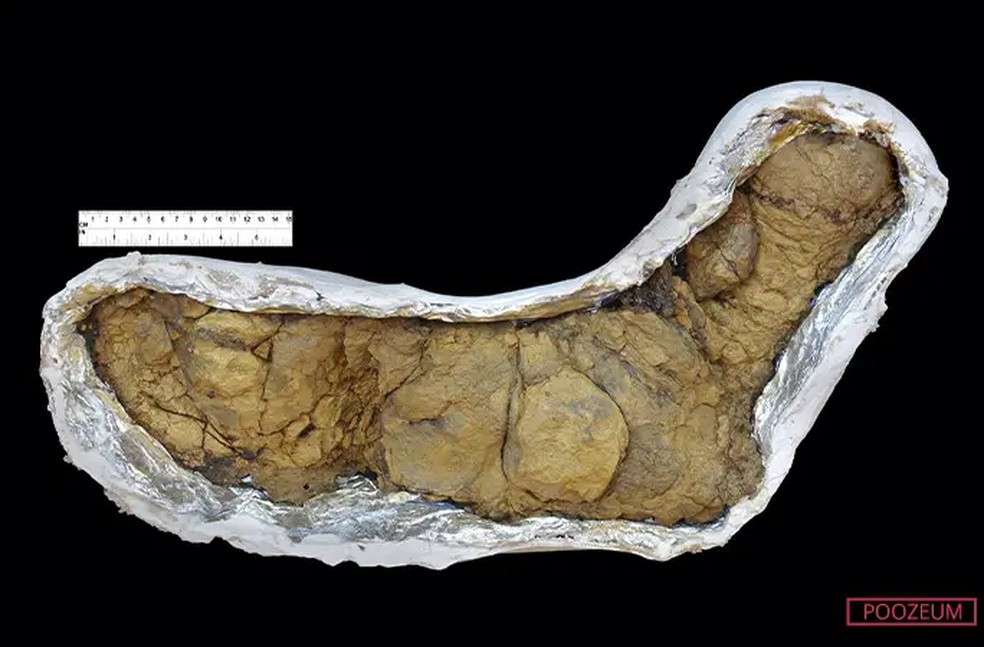 Homem deixa emprego corporativo para abrir museu de fezes fossilizadas