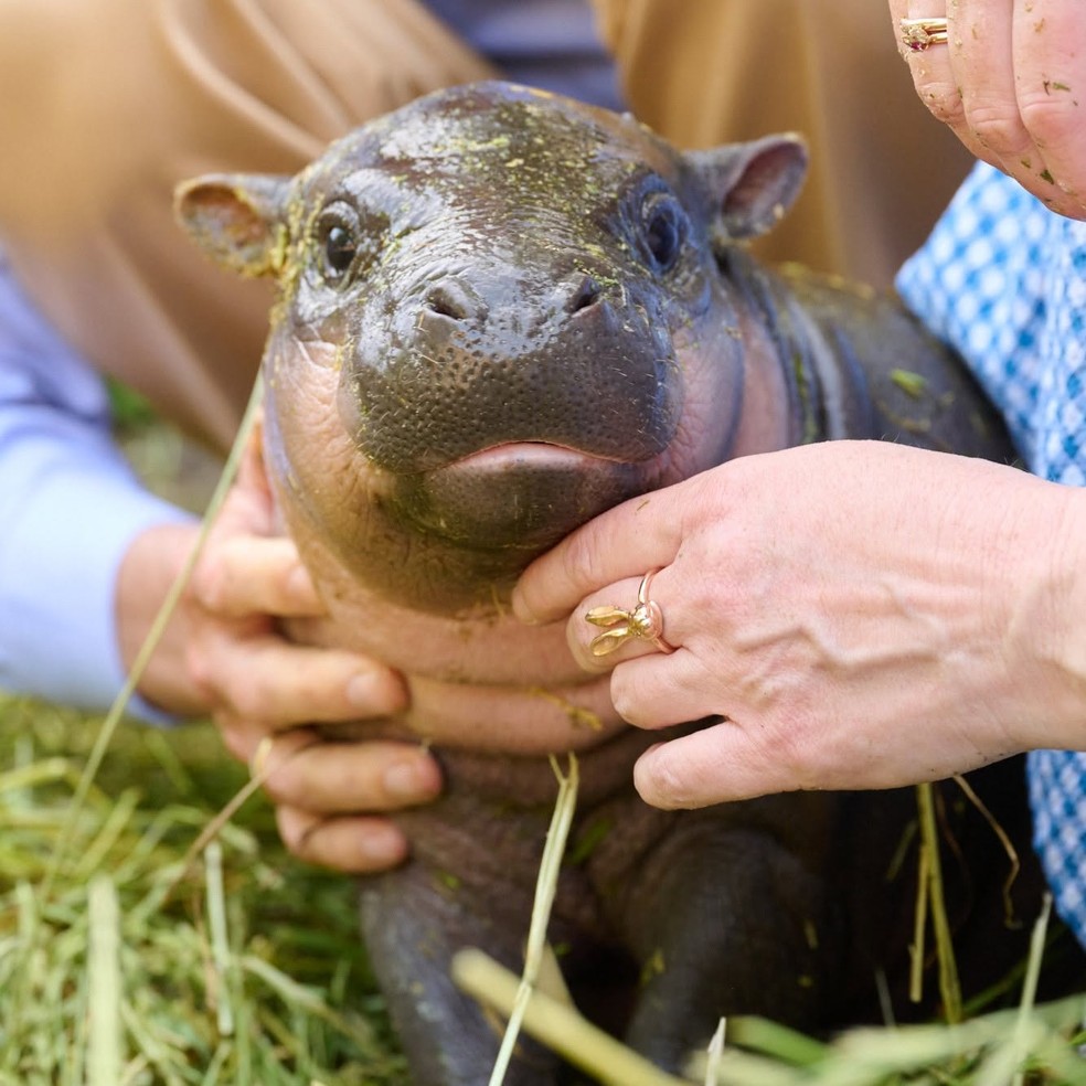 A filhote de hipopótamo-pigmeu Brötchen — Foto: Zoo Berlin