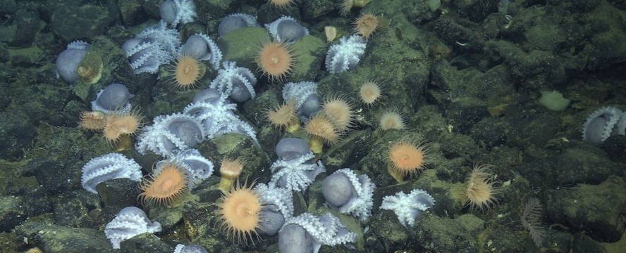 Maior colônia de polvos dos EUA contém moluscos da espécie Muusoctopus robustus