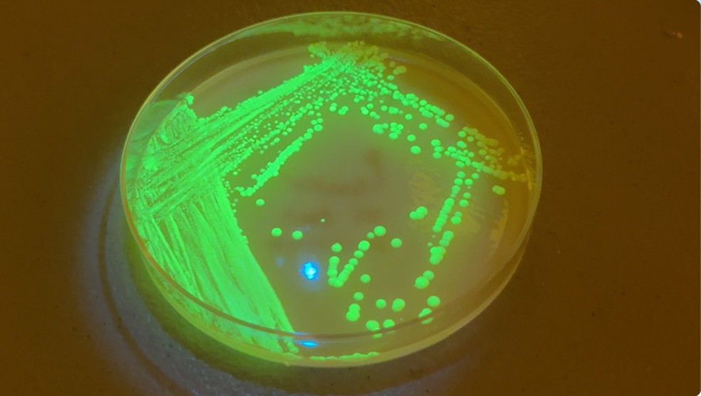 Leveduras em uma placa de cultura no laboratório montado na sala de jantar de Chris Buck emitem brilho verde fluorescente. A coloração indica a presença de um fragmento de DNA que orienta a produção de partículas virais vazias. — Foto: Farivar Hamzeyi/ Sciencenews