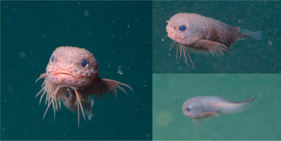 A aparência simpática da espécie Careproctus colliculi se difere das espécies normalmente encontradas em regiões abissais — Foto: MBARI/Ichthyology & Herpetology