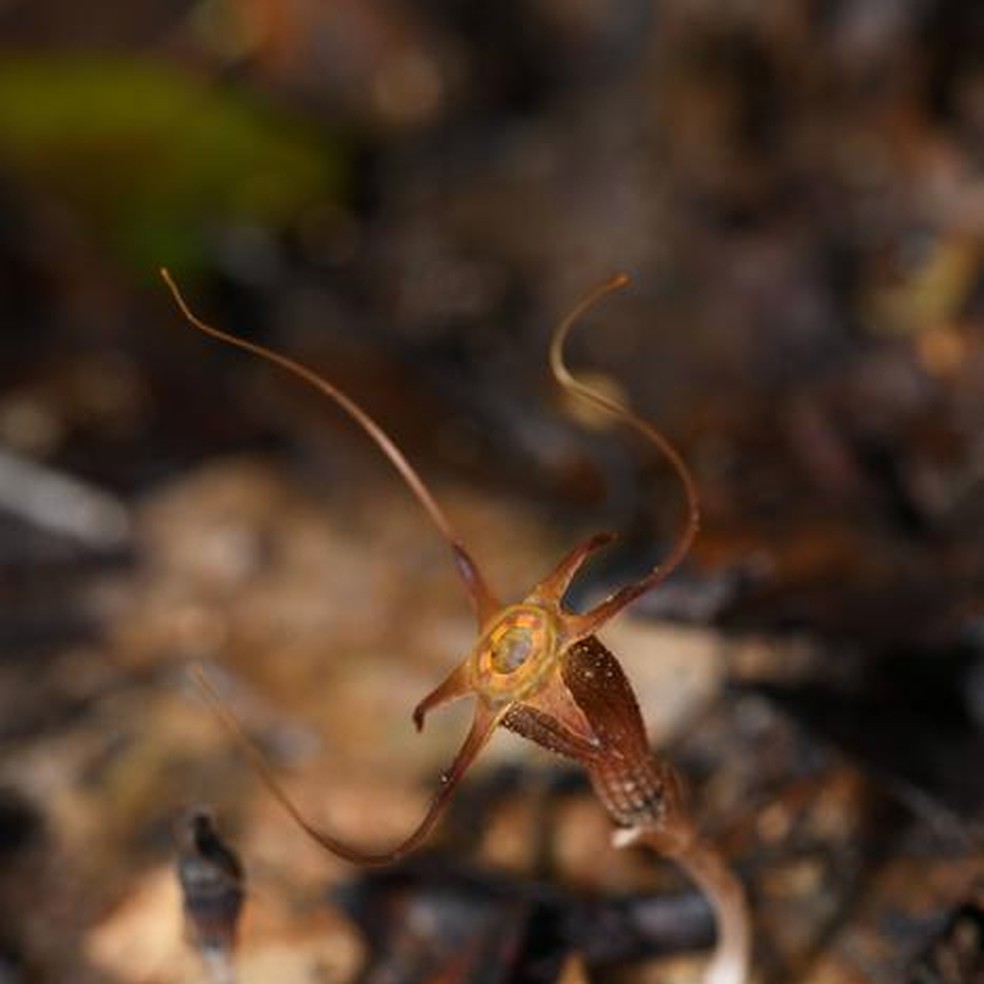 A planta se destaca pela sua coloração e diminuto tamanho — Foto: Siti-Munirah MY, Mohamad Alias S