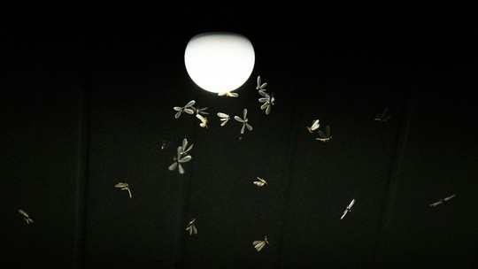 Os insetos são mais ativos à noite? Pesquisa global responde