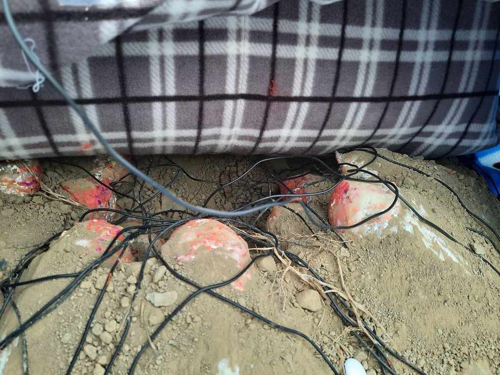 Vista lateral da ninhada com a incubadora em cima — Foto: Chun-Yu Su