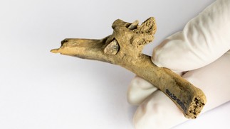 Osso de 4 mil anos é encontrado com ponta de flecha cravada — Foto: Instituto Catalão de Paleoecologia Humana e Evolução Social (IPHES)