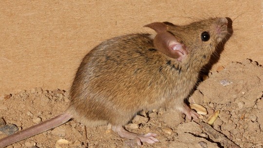 Cientistas criam camundongos com cérebros híbridos de rato