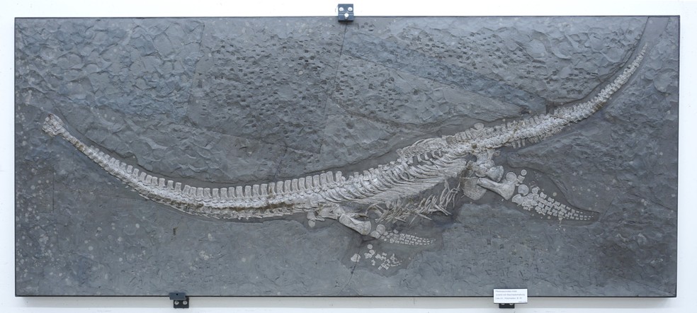 Esqueleto de Plesionectes longicollum gen. et sp. nov. (SMNS 51945). A barra de escala é igual a 30 cm. — Foto: Museu Estadual de História Natural de Stuttgart/PeerJ