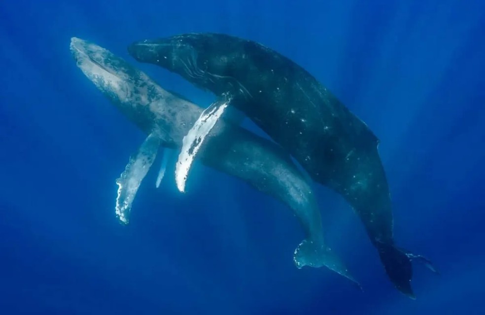 As baleias foram observadas na costa de Maui, no Havaí — Foto: Lyle Krannichfeld e Brandi Romano