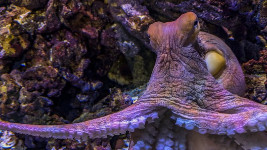 Polvos escolhem seus parceiros pelo toque e não pela visão, revela estudo Polvos escolhem seus parceiros pelo toque e não pela visão, revela estudo