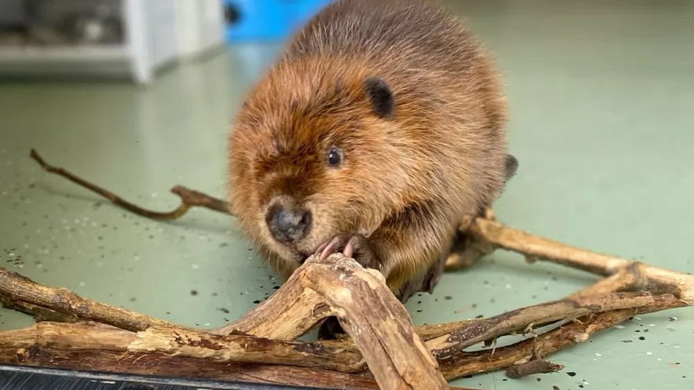 Filhote de castor constrói barragem para afastar 'colega de quarto'; veja
