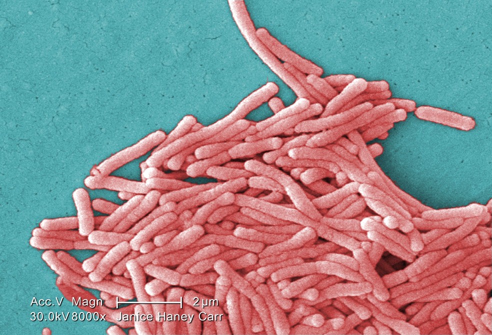A doença dos legionários é uma forma grave de pneumonia, geralmente causada pela bactéria Legionella pneumophila , que se prolifera em água doce e morna — Foto: Wikimedia Commons