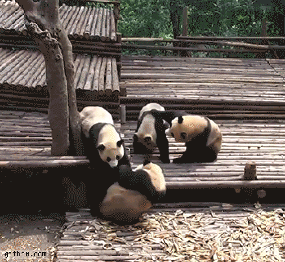 Filhotes de panda são muito brincalhões (Foto: Giphy) — Foto: Galileu