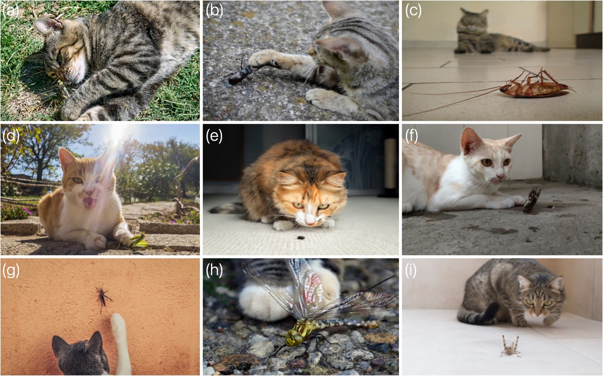 Gatos são mais letais para invertebrados do que se imaginava, aponta estudo brasileiro