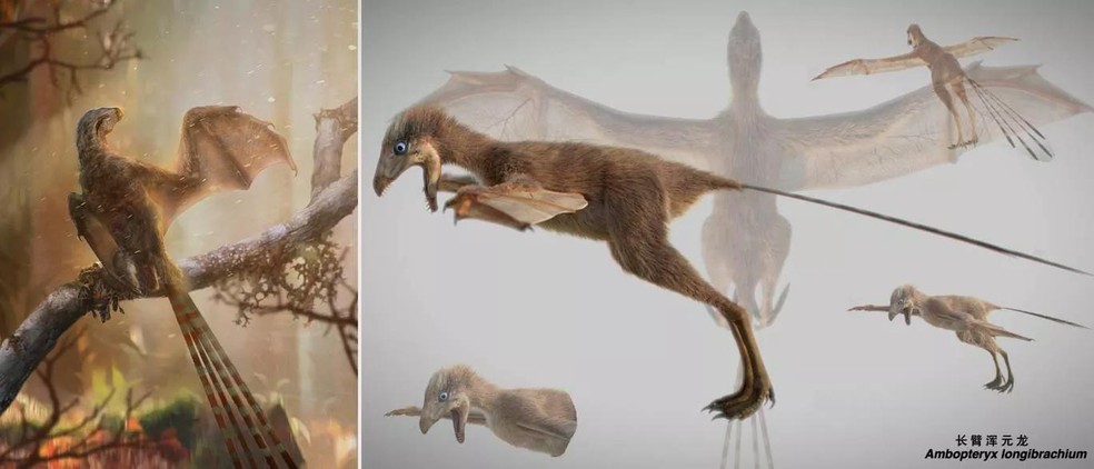 Descoberta de um dinossauro que tinha asas parecidas com as de um morcego pode ajudar a entender melhor a evolução das asas de animais pré-históricos (Foto: Chung-Tat Cheung/ Min Wang) — Foto: Galileu