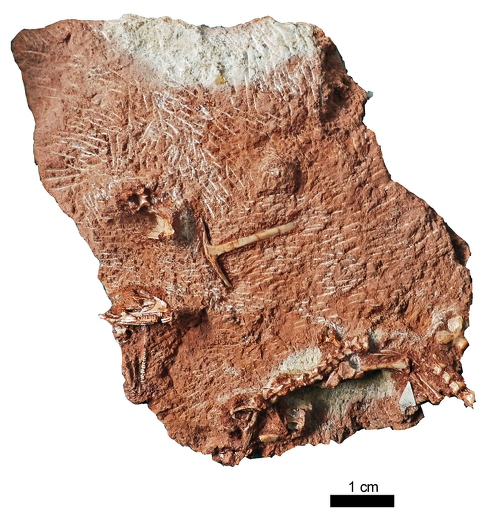 Pedra onde está fossilizado o lagarto Cryptovaranoides microlanius. — Foto: Divulgação/ Natural History Museum UK
