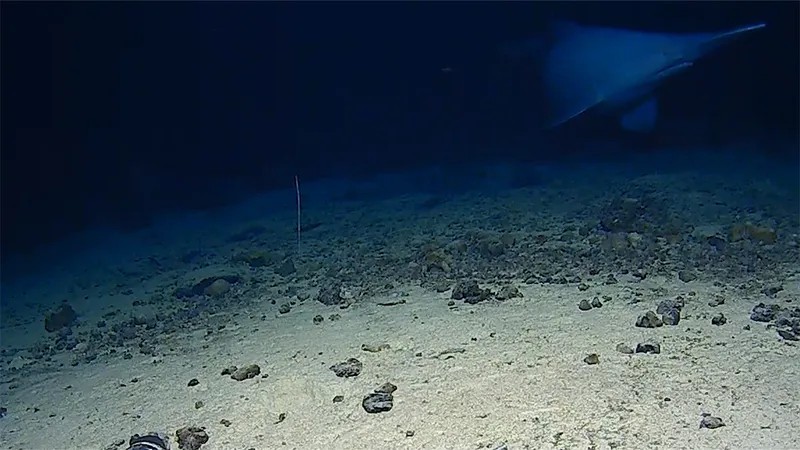 Vídeos inéditos mostram o misterioso tubarão-duende nas profundezas do oceano