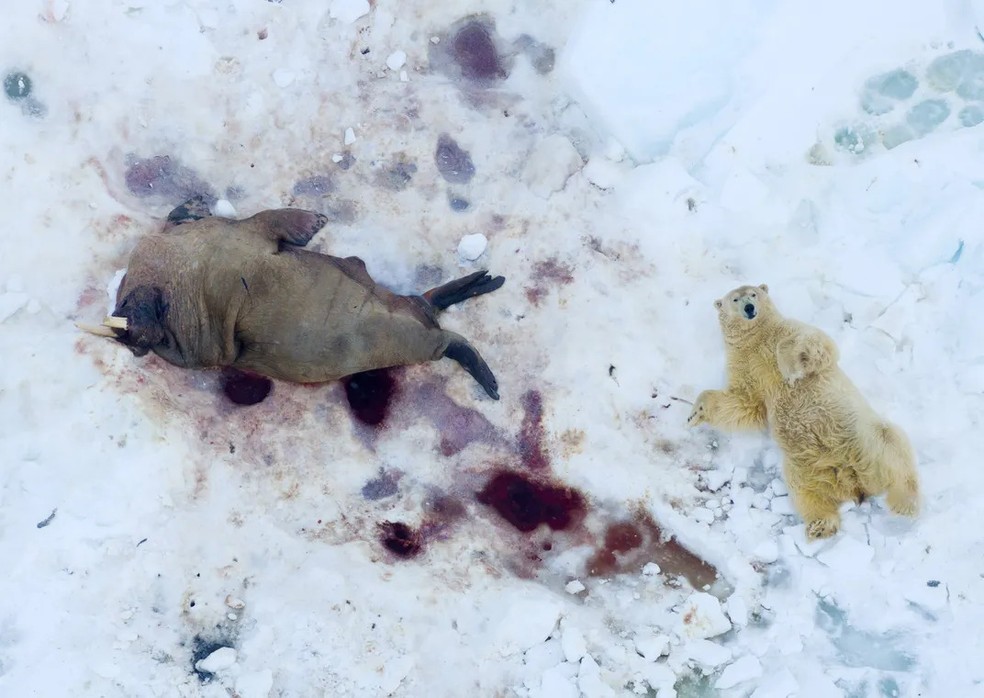 Usando um drone com lente teleobjetiva, Pål Hermansen capturou esta imagem de um urso polar em Svalbard após comer uma carcaça de morsa, conquistando o prêmio na categoria drone — Foto: Pål Hermansen