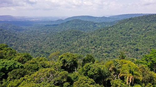 Mapas com IA confirmam baixos níveis de fósforo no solo da Amazônia