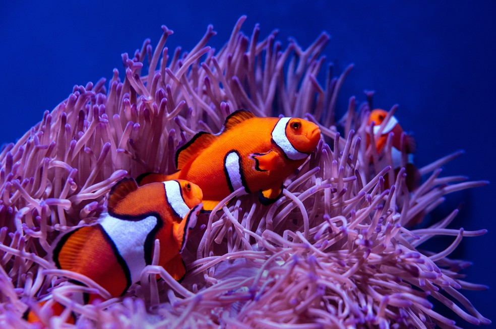 Simbiose entre Peixes-palhaço e anêmonas-do-mar — Foto: David Clode/Unsplash