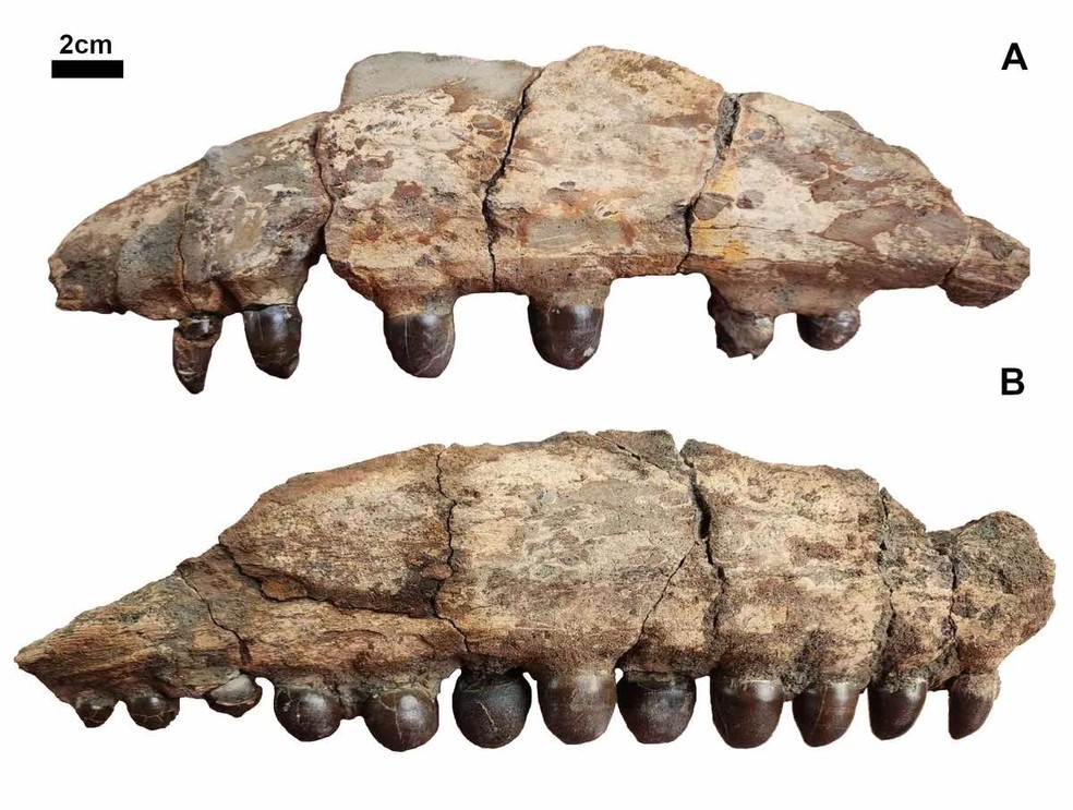 Os dentes globulares do mosassauro eram perfeitos para esmagar conchas — Foto: Trevor Rempert