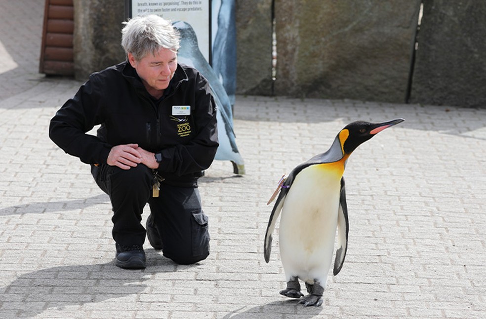 O pinguim com Alison MacLean, a líder da equipe de animais do zoológico, que disse que o major-general adora teatralidades — Foto: World Guinness Records