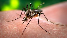 Pesquisa mostra que é possível prever epidemias de chikungunya por meio de vigilância