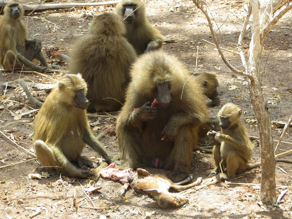 Esta espécie de macaco compartilha comida de forma semelhante aos humanos