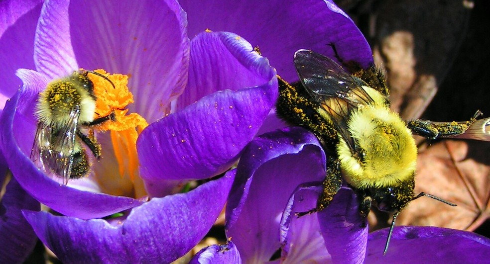 Rainha e operária de Bombus impatiens, em Ontário, no Canadá — Foto: Wikimedia Commons
