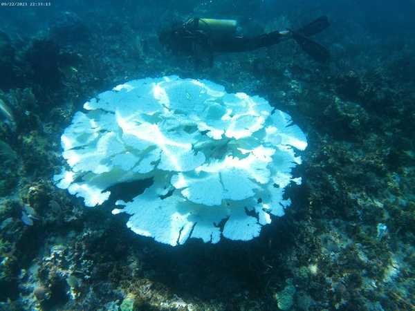 Branqueamento dos recifes de coral mostra graves mudanças na circulação oceânica