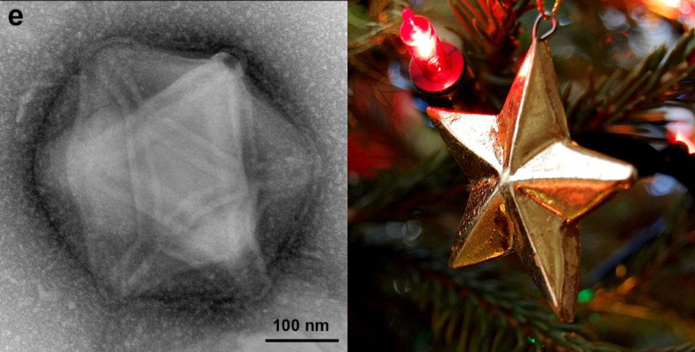 Vírus encontrado em floresta americana lembra uma estrela de Natal  — Foto: Blanchard et al./bioRxiv; Vicky Brock / Wikimedia Commons