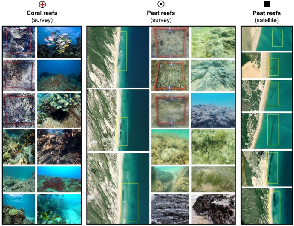 Comparação visual de habitats de recifes de turfa e recifes de coral. — Foto: Google Earth (Imagens ©2023 Maxar Technologies) e ESRI (contribuidores: Maxar, Earthstar Geographics, CNES/Airbus DS, USDA, USGS, AeroGRID, IGN e a Comunidade de Usuários de SIG).
