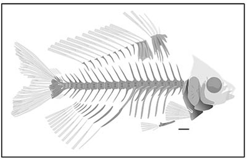 Reconstrução da anatomia do peixe Gondwanacanthus decollatus, com presença de espinhos verdadeiros e não segmentados nas nadadeiras dorsal e pélvica, cuja posição mais à frente no corpo é uma característica típica do grupo Acanthomorpha — Foto: Papers in Palaentology