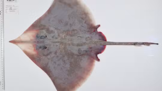 117 novas espécies marinhas são descobertas em expedição no Pacífico 117 novas espécies marinhas são descobertas em expedição no Pacífico