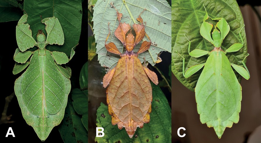 As aparências enganam: os insetos B e C pertencem à mesma espécie, enquanto o inseto A pertence a uma outra espécie.