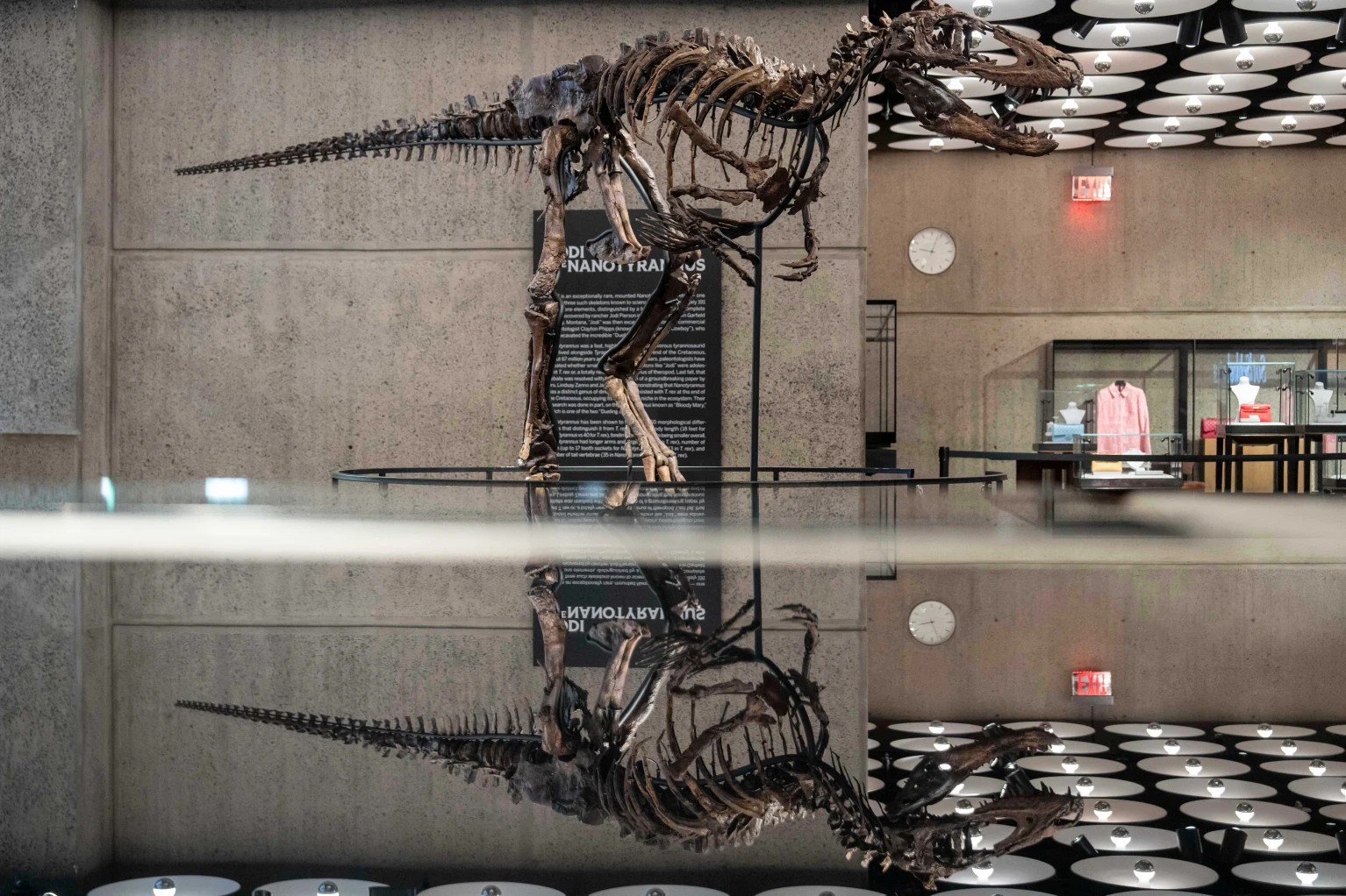 Esqueleto raro de Nanotyrannus é vendido por US$ 47,3 milhões em Nova York