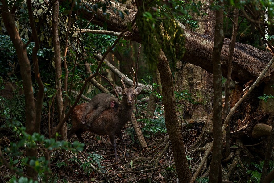 A fotografia 'Forest Rodeo', que Atsuyuki Ohshima enviou para a premiação Wildlife Photographer of the Year 2023