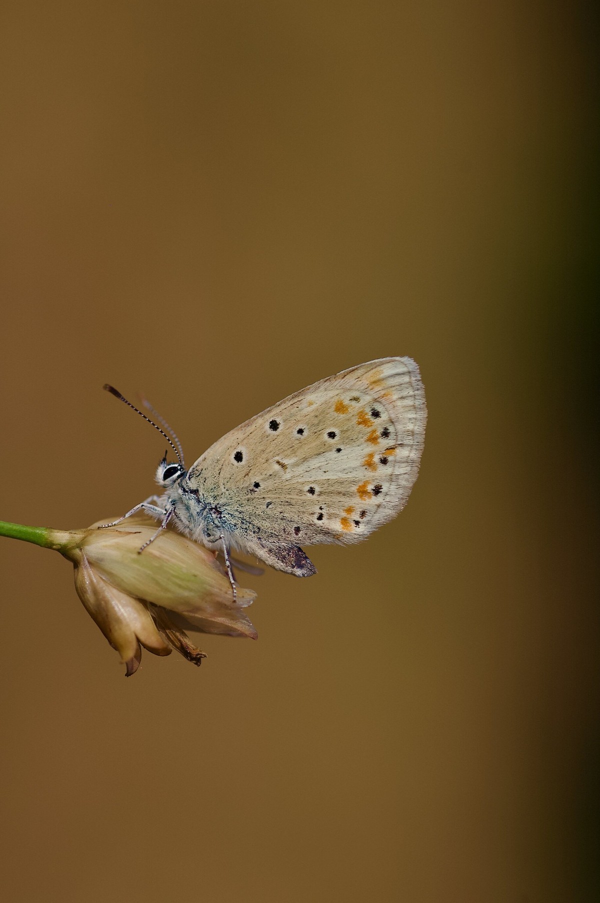 Qual animal tem mais cromossomos? Resposta mudou em 2025
