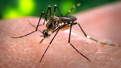 Monitoramento mostra que é possível prever epidemias de chikungunya por meio de vigilância