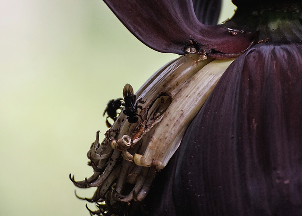 Abelha do gênero melipona  em flor de bananeira — Foto: Getty Images