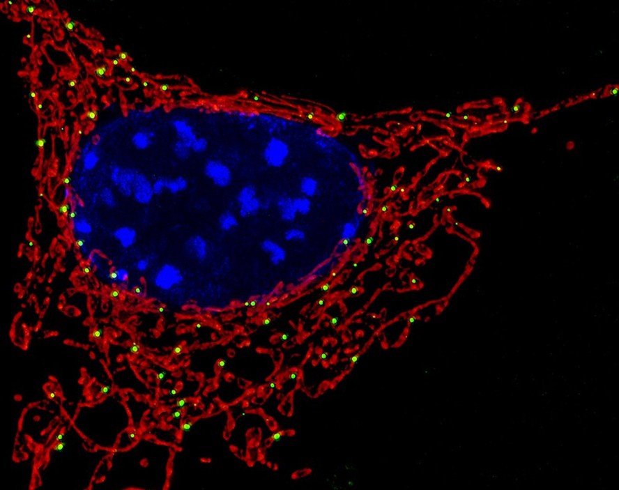 As mitocôndrias (vermelhas) são organelas encontradas na maioria das células