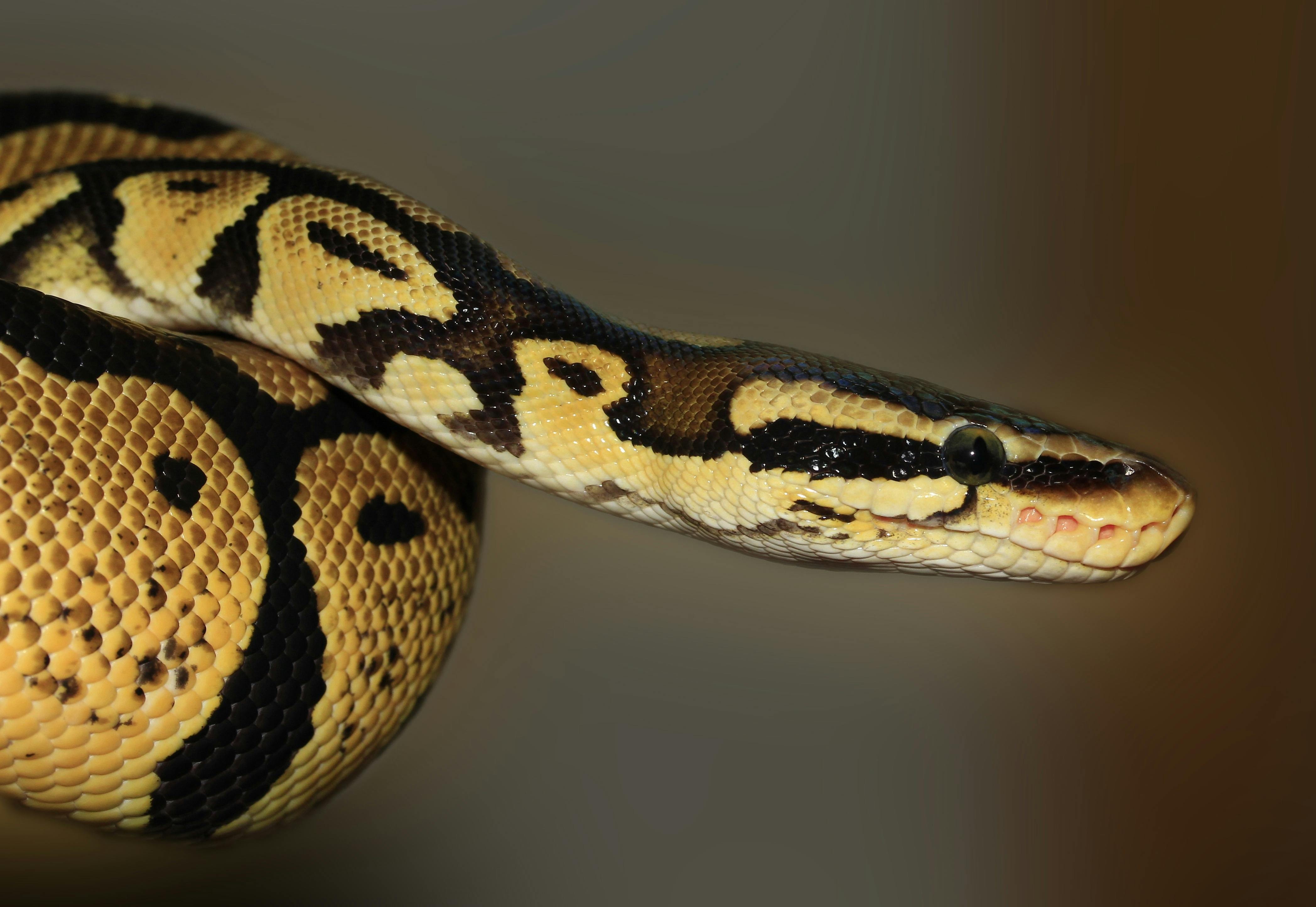 Ilustração de cobra com destaque nas áreas afetadas por AVC