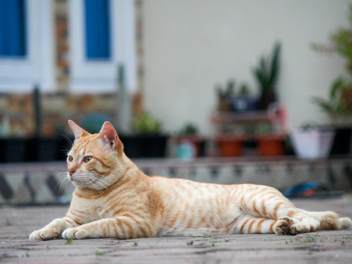 Ronronar dos gatos revela mais sobre sua personalidade do que miados