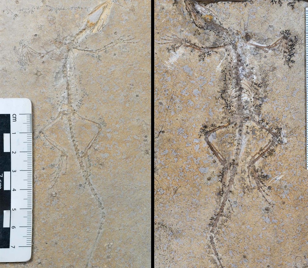 Metades de fóssil que ficaram separadas em museus por 90 anos revelam ...