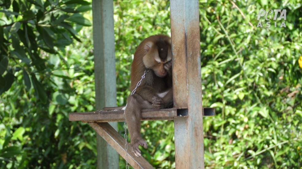 Macaco é preso para colher coco direcionado à fabricação de leite  — Foto: Peta 