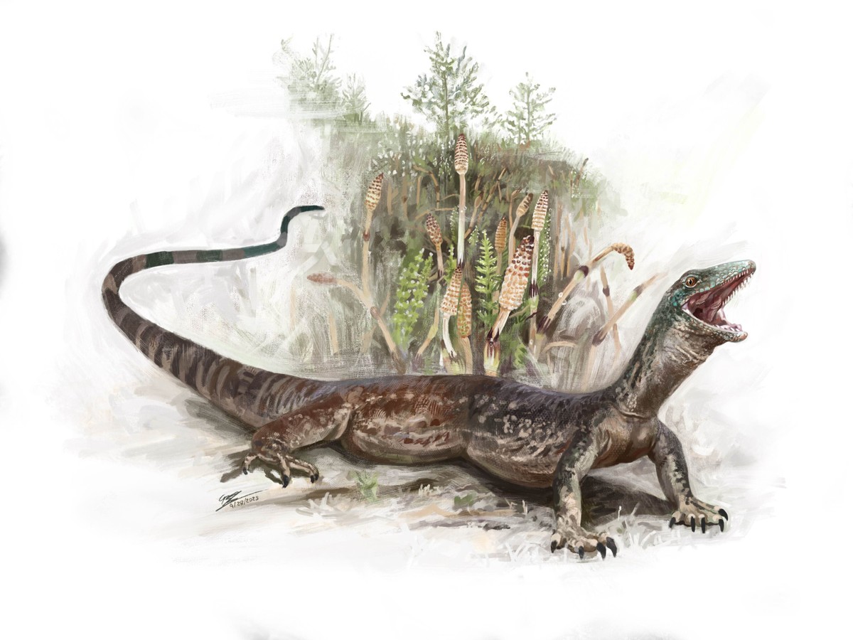 Lagarto ou cobra? Este novo fóssil bagunça as definições dos cientistas
